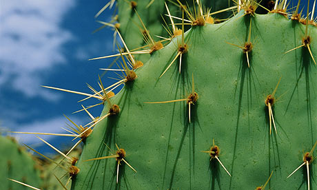 Cactus-006